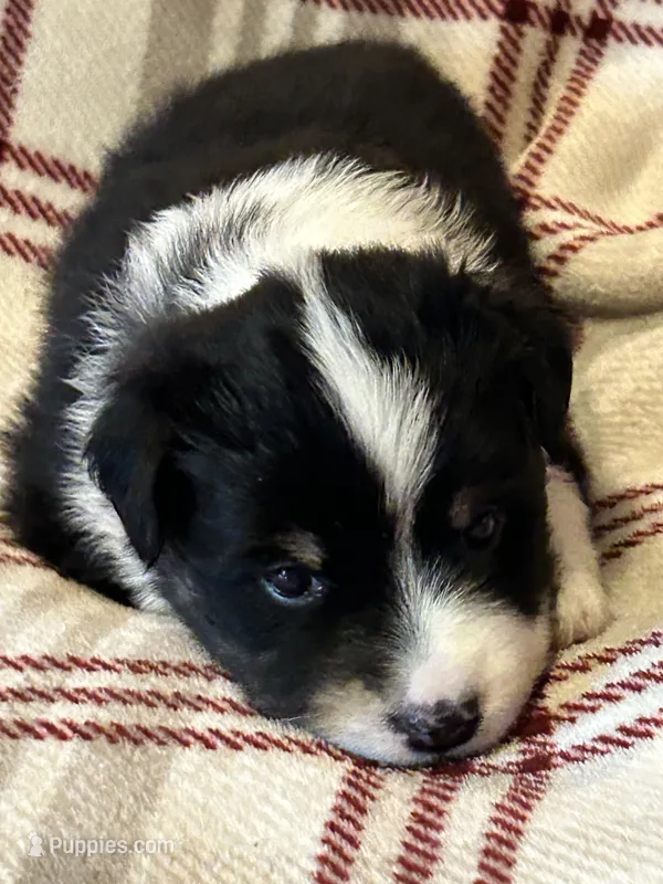 Black tri girl  – Miniature American Shepherd puppy for sale in Colebrook, NH