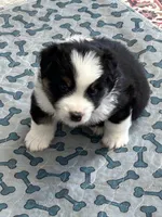 Handsome , a male Miniature American Shepherd for sale in Colebrook, NH – 2 of 4