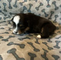 Female, a female Miniature American Shepherd for sale in Colebrook, NH – 4 of 4