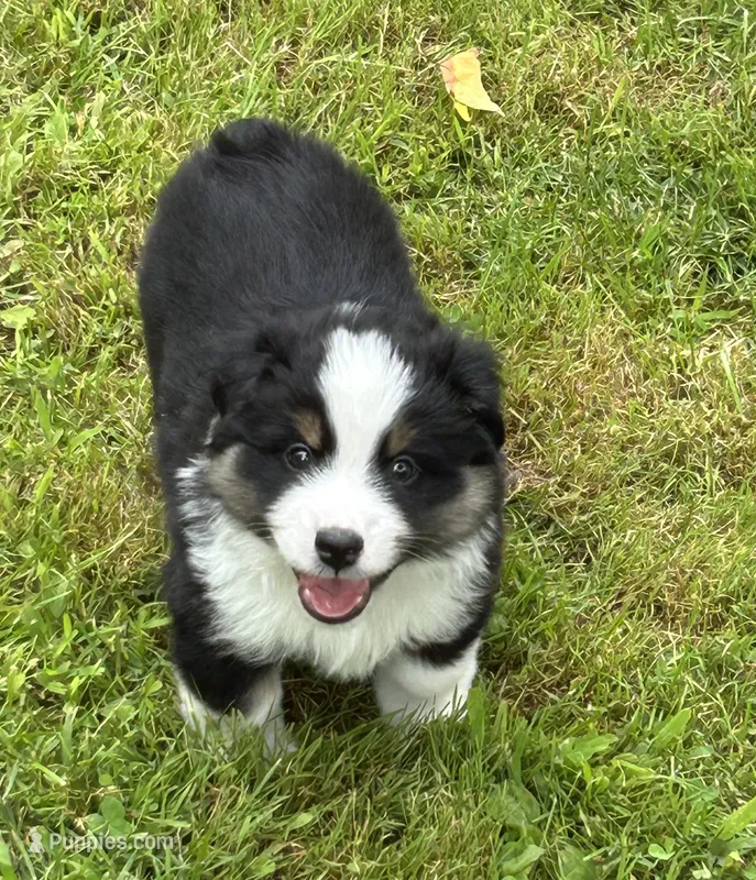Handsome  – Miniature American Shepherd puppy for sale in Colebrook, NH