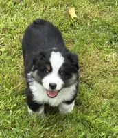 Handsome , a male Miniature American Shepherd for sale in Colebrook, NH – 4 of 10