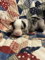 Blue Merle, a male Miniature American Shepherd for sale in Colebrook, NH – 3 of 5