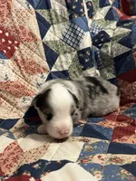 Blue Merle, a male Miniature American Shepherd for sale in Colebrook, NH – 5 of 5