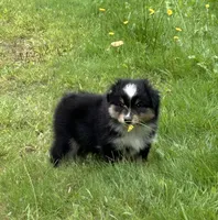 Female, a female Miniature American Shepherd for sale in Colebrook, NH – 1 of 9