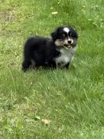 Female, a female Miniature American Shepherd for sale in Colebrook, NH – 2 of 9