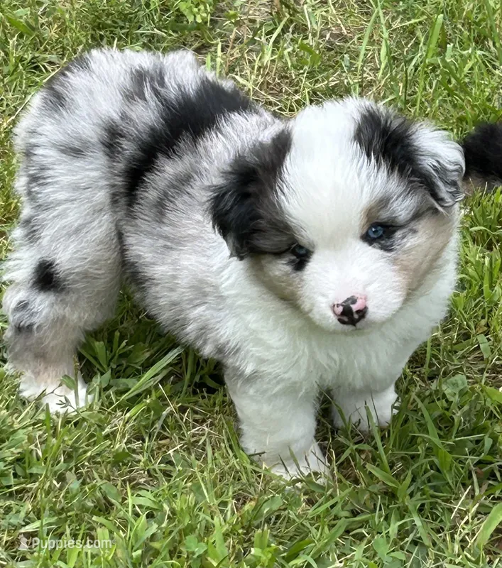 Blue Merle – Miniature American Shepherd puppy for sale in Colebrook, NH