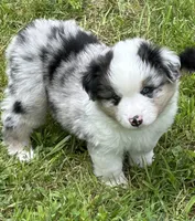 Blue Merle, a male Miniature American Shepherd for sale in Colebrook, NH – 1 of 8