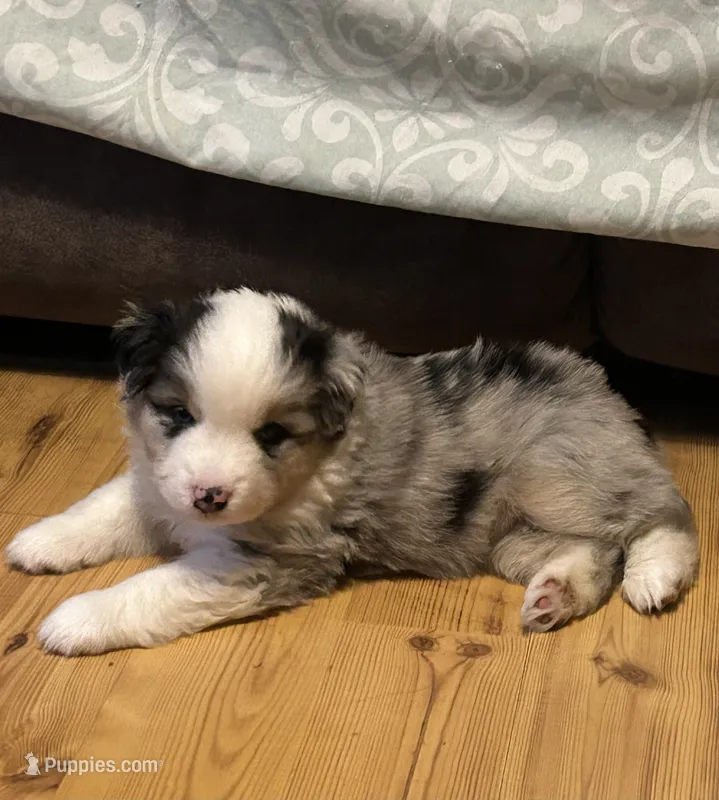 Blue Merle – Miniature American Shepherd puppy for sale in Colebrook, NH