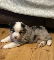 Blue Merle, a male Miniature American Shepherd for sale in Colebrook, NH – 5 of 8