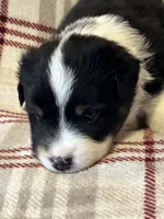 Black tri girl , a female Miniature American Shepherd for sale in Colebrook, NH – 5 of 5