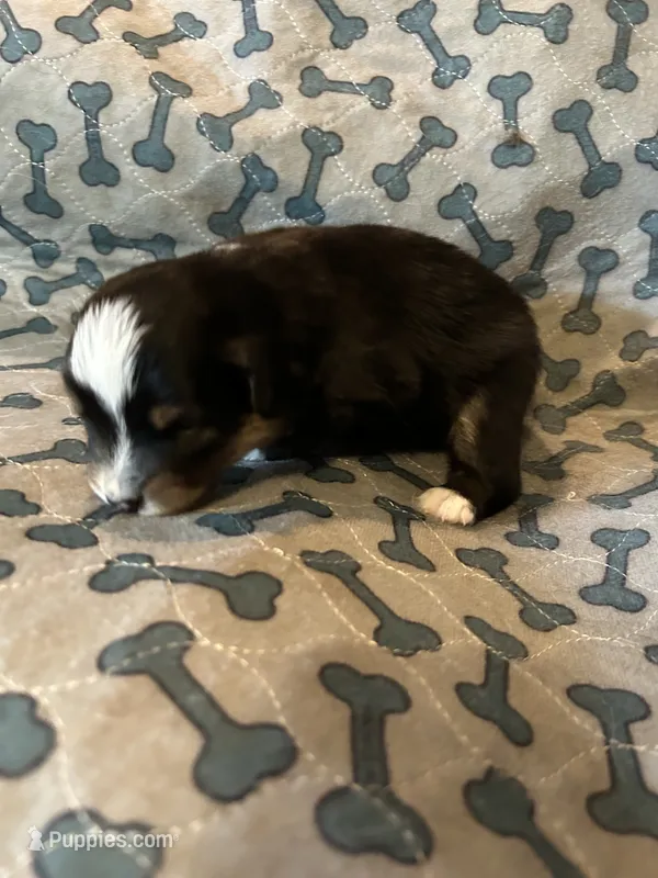 Female – Miniature American Shepherd puppy for sale in Colebrook, NH