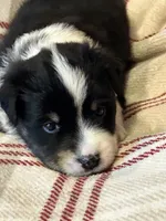 Black tri girl , a female Miniature American Shepherd for sale in Colebrook, NH – 3 of 5