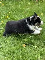 Handsome , a male Miniature American Shepherd for sale in Colebrook, NH – 3 of 10