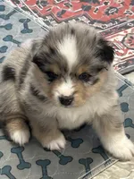 Blue Merle Jello, a male Miniature American Shepherd for sale in Colebrook, NH – 2 of 10