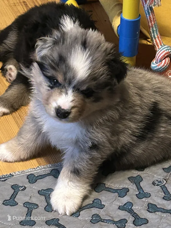 Blue Merle Jello – Miniature American Shepherd puppy for sale in Colebrook, NH