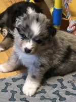 Blue Merle Jello, a male Miniature American Shepherd for sale in Colebrook, NH – 1 of 10
