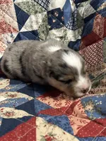 Blue Merle Jello, a male Miniature American Shepherd for sale in Colebrook, NH – 7 of 10