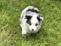 Blue Merle, a male Miniature American Shepherd for sale in Colebrook, NH – 2 of 8