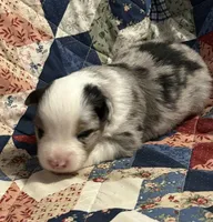 Blue Merle, a male Miniature American Shepherd for sale in Colebrook, NH – 4 of 5