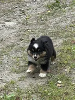 Female, a female Miniature American Shepherd for sale in Colebrook, NH – 4 of 9
