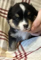 Black tri girl , a female Miniature American Shepherd for sale in Colebrook, NH – 4 of 5