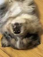 Blue Merle Jello, a male Miniature American Shepherd for sale in Colebrook, NH – 5 of 10