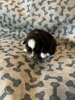 Female, a female Miniature American Shepherd for sale in Colebrook, NH – 2 of 4