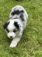 Blue Merle, a male Miniature American Shepherd for sale in Colebrook, NH – 4 of 8