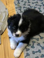 Black tri girl , a female Miniature American Shepherd for sale in Colebrook, NH – 4 of 9