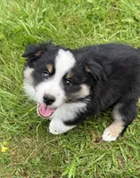 Handsome , a male Miniature American Shepherd for sale in Colebrook, NH – 1 of 10