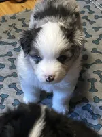 Blue Merle, a male Miniature American Shepherd for sale in Colebrook, NH – 6 of 8