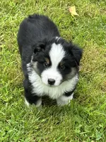 Handsome , a male Miniature American Shepherd for sale in Colebrook, NH – 8 of 10