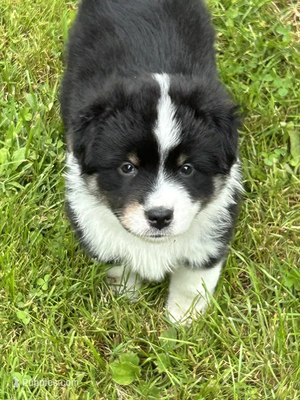 Black tri girl  – Miniature American Shepherd puppy for sale in Colebrook, NH