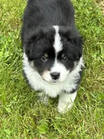 Black tri girl , a female Miniature American Shepherd for sale in Colebrook, NH – 1 of 9