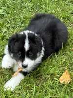 Black tri girl , a female Miniature American Shepherd for sale in Colebrook, NH – 2 of 9