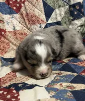 Blue Merle Jello, a male Miniature American Shepherd for sale in Colebrook, NH – 8 of 10