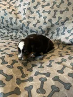 Female, a female Miniature American Shepherd for sale in Colebrook, NH – 3 of 4