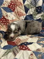 Blue Merle Jello, a male Miniature American Shepherd for sale in Colebrook, NH – 9 of 10