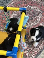 Handsome , a male Miniature American Shepherd for sale in Colebrook, NH – 4 of 4