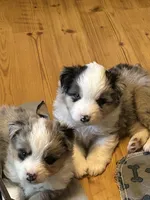 Blue Merle, a male Miniature American Shepherd for sale in Colebrook, NH – 7 of 8