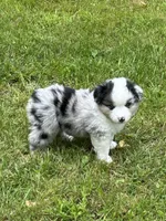 Blue Merle, a male Miniature American Shepherd for sale in Colebrook, NH – 3 of 8