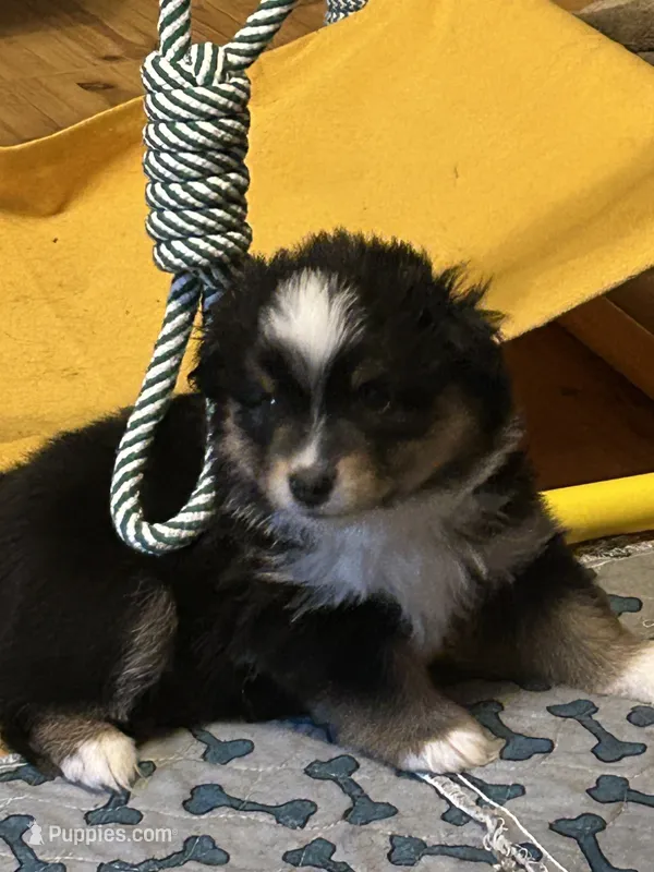 Female – Miniature American Shepherd puppy for sale in Colebrook, NH