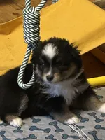 Female, a female Miniature American Shepherd for sale in Colebrook, NH – 5 of 9