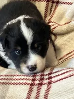 Black tri girl , a female Miniature American Shepherd for sale in Colebrook, NH – 2 of 5
