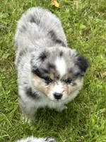 Blue Merle Jello, a male Miniature American Shepherd for sale in Colebrook, NH – 9 of 9