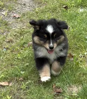 Female, a female Miniature American Shepherd for sale in Colebrook, NH – 3 of 9