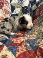 Blue Merle, a male Miniature American Shepherd for sale in Colebrook, NH – 1 of 5