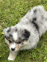 Blue Merle Jello, a male Miniature American Shepherd for sale in Colebrook, NH – 2 of 9