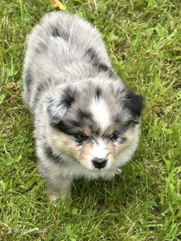 Blue Merle Jello – Miniature American Shepherd puppy for sale in Colebrook, NH