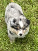 Blue Merle Jello, a male Miniature American Shepherd for sale in Colebrook, NH – 1 of 9
